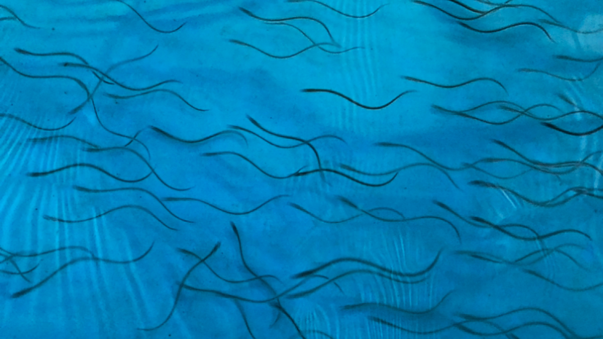 unagi-trading gallery4